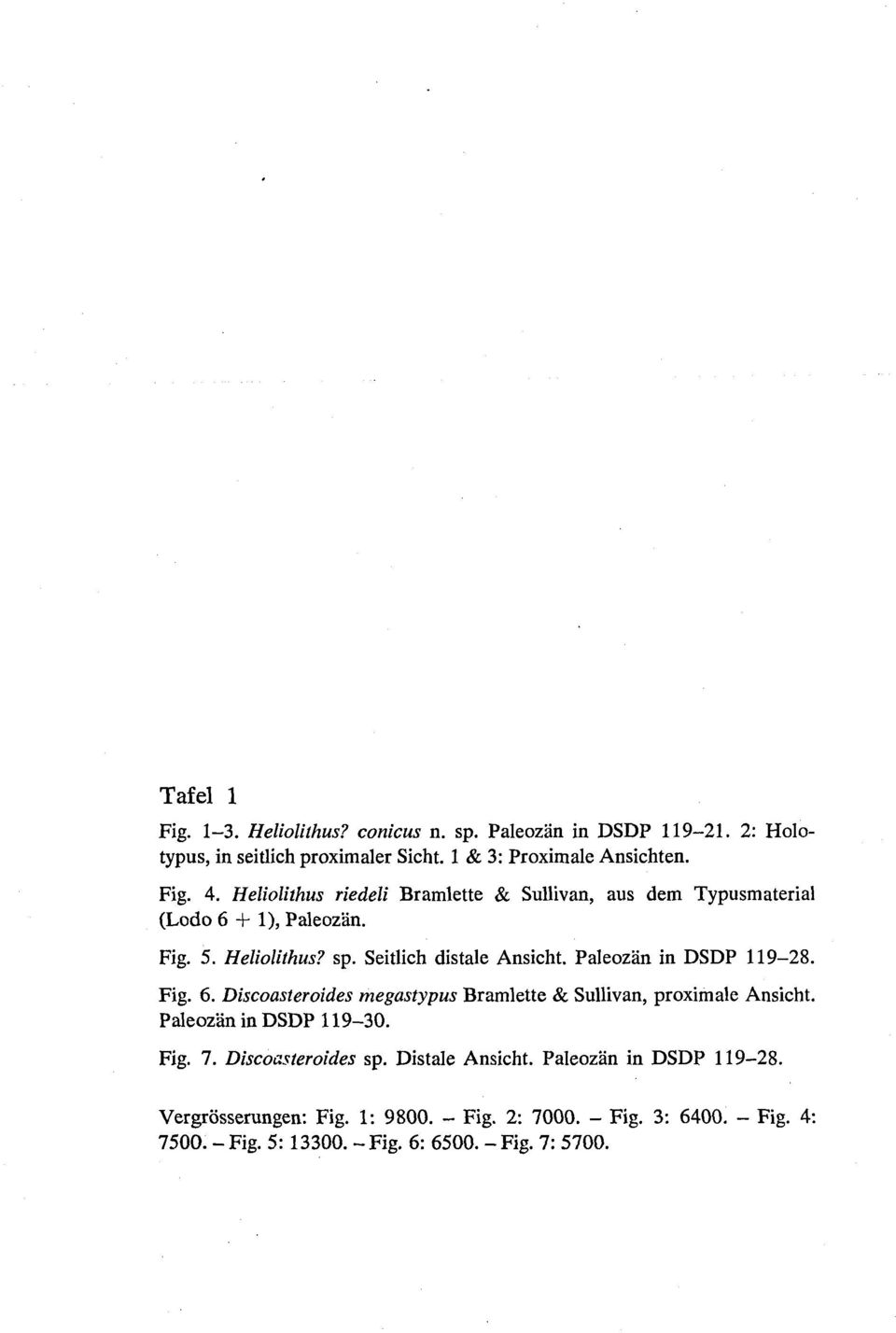 Paleozan in DSDP 119-28. Fig. 6. Discoasteroides megastypus Bramlette & Sullivan, proximale Ansicht. Paleozan in DSDP 119-30. Fig. 7. Discoasteroides sp.
