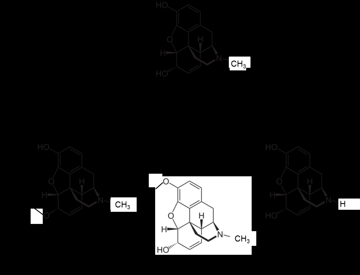 Einleitung 10 Abbildung 3. Schematische Darstellung des Metabolismus von Morphin und der zugehörigen Enzyme. A: Morphin, B: Morphin-6-glucuronid, C: Morphin-3-glucuronid; D: Normorphin.