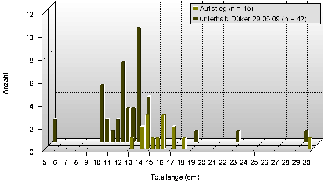 Längenhäufigkeit der Ukelei beim Aufstieg und im Unterwasser am 29.05.10.