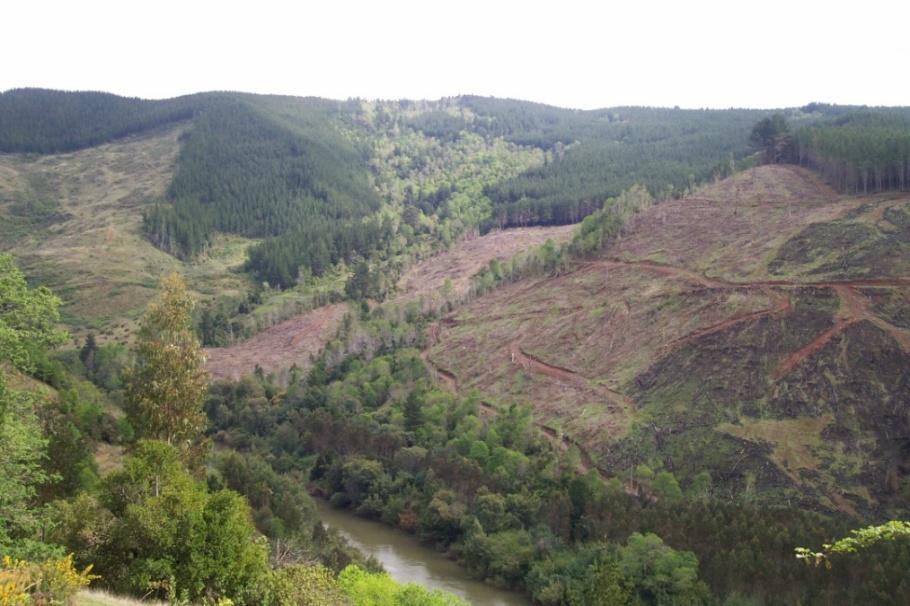 Praktiken; und ihre volle Beteiligung an Vorhaben zum Schutz und der Nutzung von Wäldern. Abholzung im Gebiet einer Mapuche Gemeinde, Südchile.