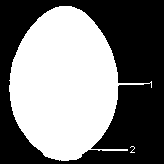 23. Februar Eine dumme Panne: Nachdem das grüne Ei dazugelegt worden war, ist es auf der letzten Reihe etwas eng geworden. Beim Wenden wurde ein Ei regelrecht zerquetscht!