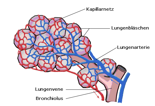 Aufbau der Lunge Bronchien (Bronchialbaum) Konduktiver Abschnitt (anatomischer Totraum) Leitet die Atemluft zum respiratorischen Abschnitt Bronchiolen
