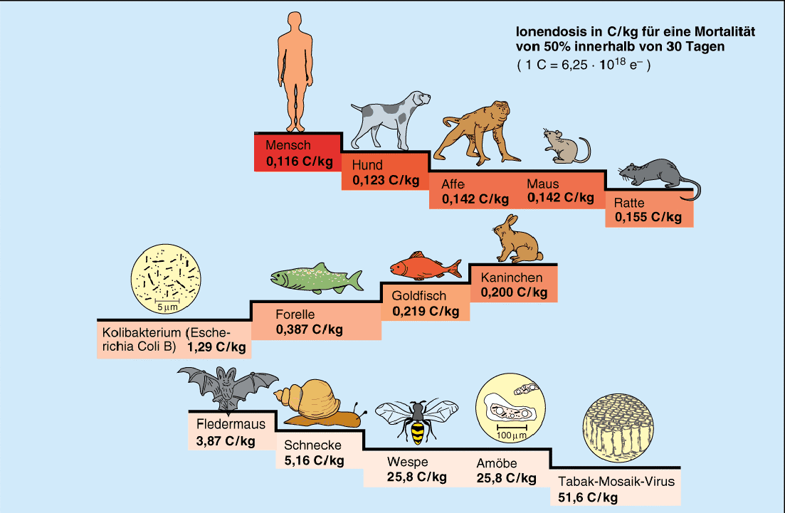 Strahlenempfindlichkeit von