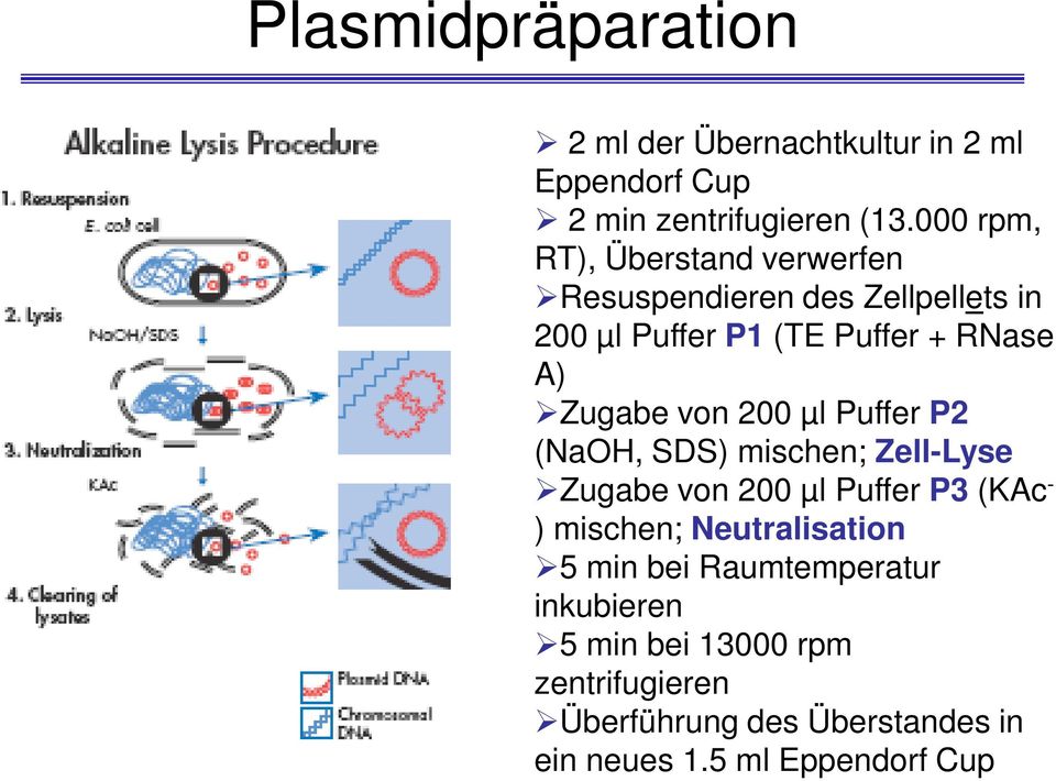 Zugabe von 200 µl Puffer P2 (NaOH, SDS) mischen; Zell-Lyse Zugabe von 200 µl Puffer P3 (KAc - ) mischen;