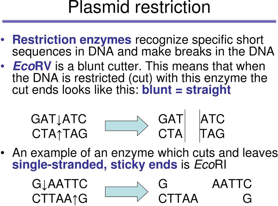 This means that when the DNA is restricted (cut) with this enzyme the cut ends looks like this: