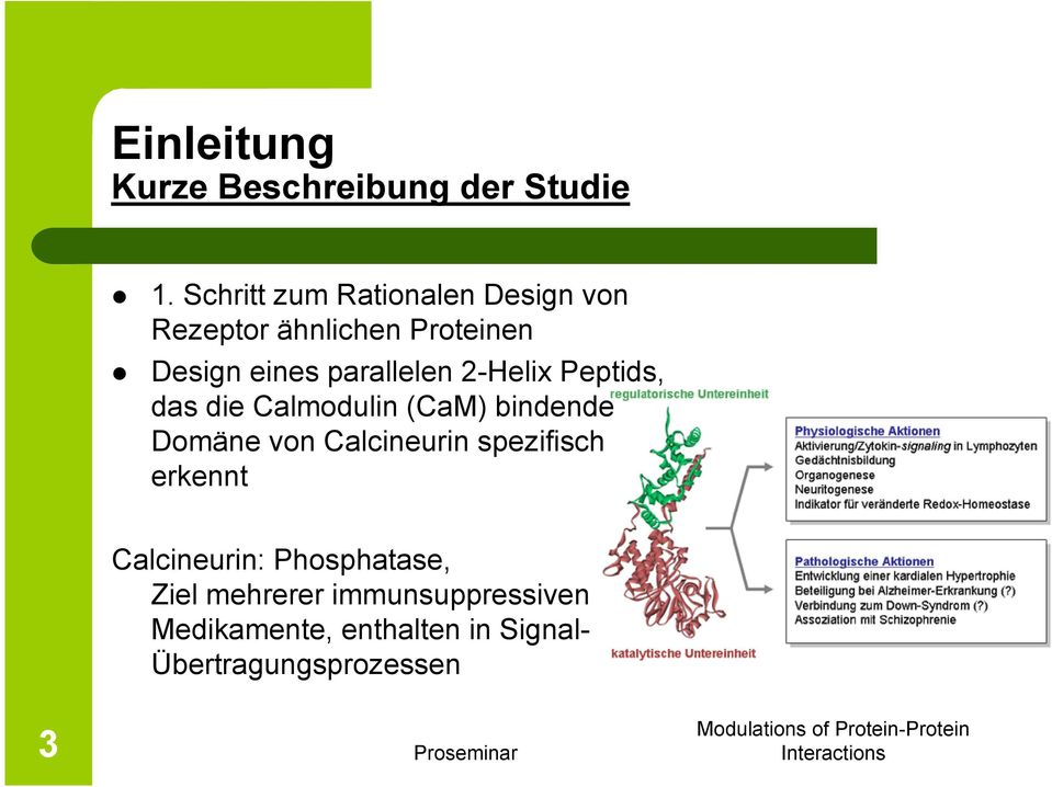 parallelen 2-Helix Peptids, das die Calmodulin (CaM) bindende Domäne von Calcineurin