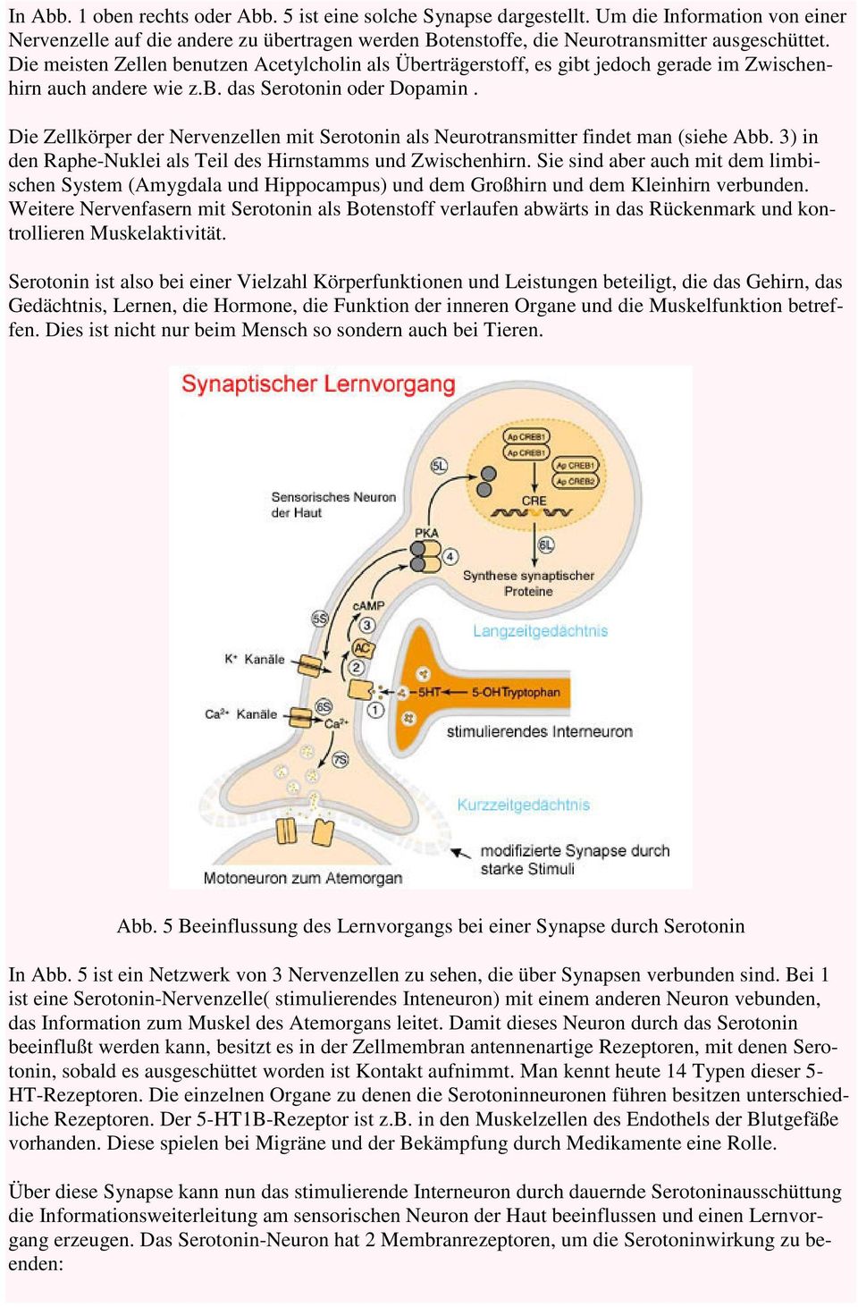 Die Zellkörper der Nervenzellen mit Serotonin als Neurotransmitter findet man (siehe Abb. 3) in den Raphe-Nuklei als Teil des Hirnstamms und Zwischenhirn.