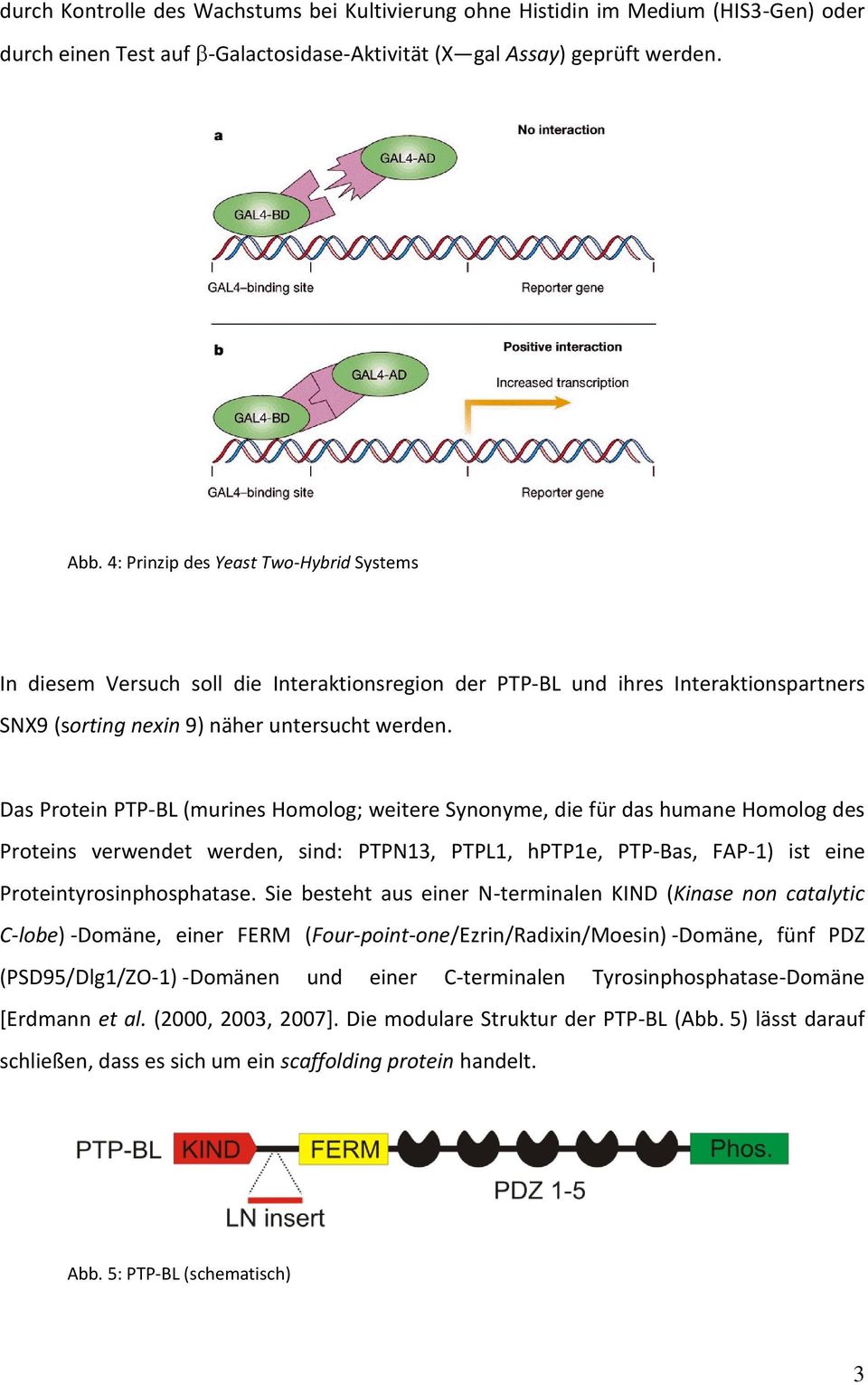 Das Protein PTP-BL (murines Homolog; weitere Synonyme, die für das humane Homolog des Proteins verwendet werden, sind: PTPN13, PTPL1, hptp1e, PTP-Bas, FAP-1) ist eine Proteintyrosinphosphatase.