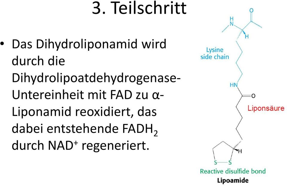 Untereinheit mit FAD zu α- Liponamid