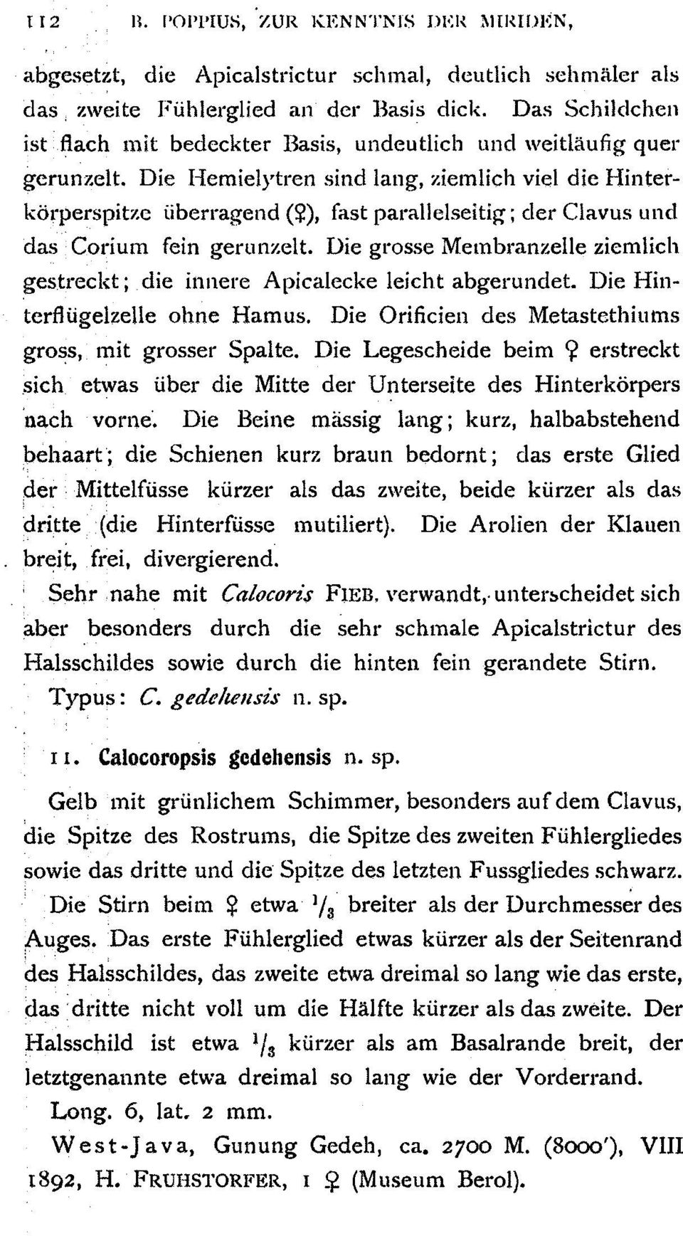 Die Hemielytren sind lang, ziemlich viel die Hinterkiorperspitzc Uiberragend (j), fast parallelseitig; der Clavus und das Corium fein gerunzelt.