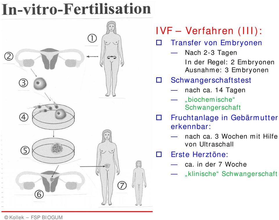 14 Tagen biochemische Schwangerschaft Fruchtanlage in Gebärmutter erkennbar: nach ca.