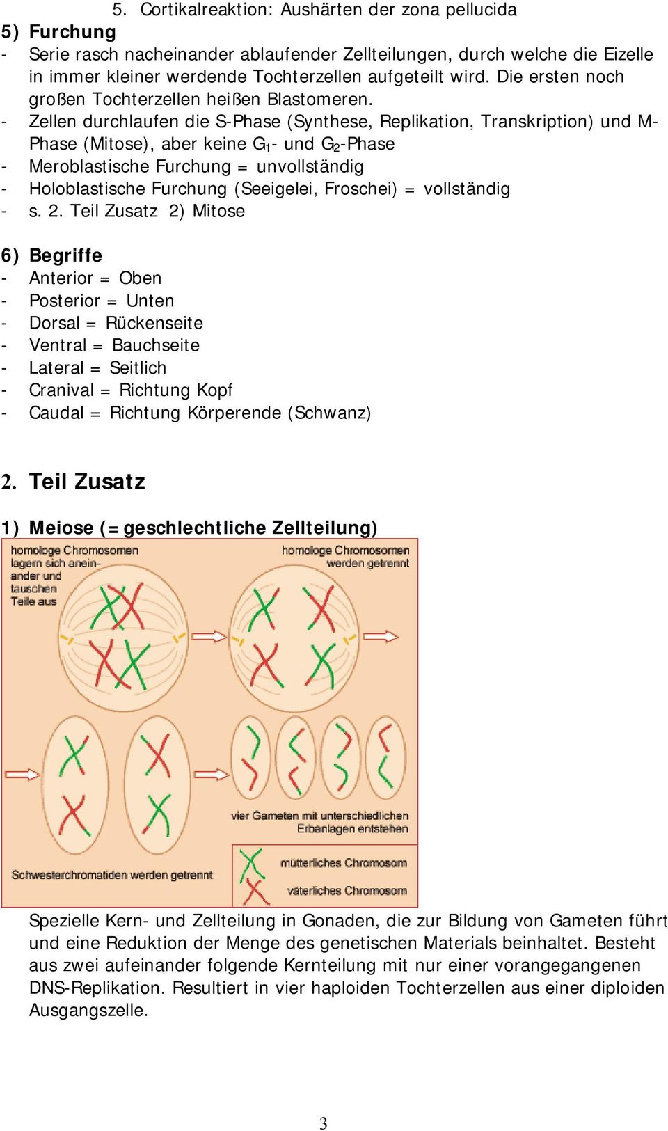 - Zellen durchlaufen die S-Phase (Synthese, Replikation, Transkription) und M- Phase (Mitose), aber keine G 1 - und G 2 -Phase - Meroblastische = unvollständig - Holoblastische (Seeigelei, Froschei)