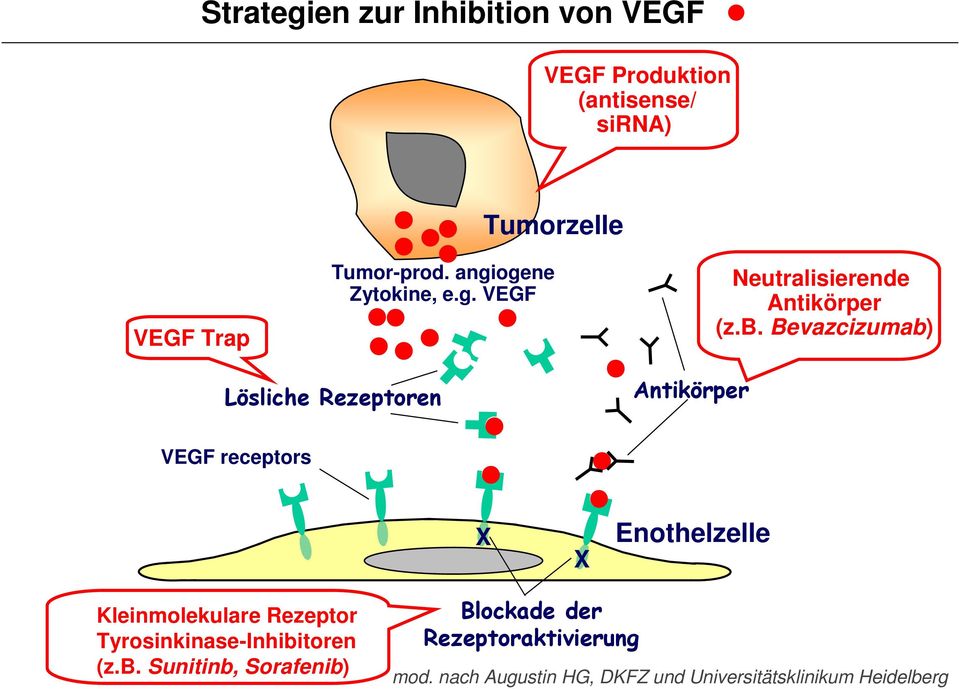 Bevazcizumab) Lösliche Rezeptoren Antikörper VEGF receptors X X Enothelzelle Kleinmolekulare Rezeptor