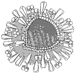 Die Umsetzung des Influenzapandemieplans