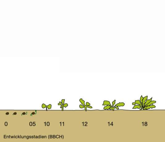 Empfehlungen für alle Anwendungsbedingungen Hauptanwendung l/ha l/ha Evtl.