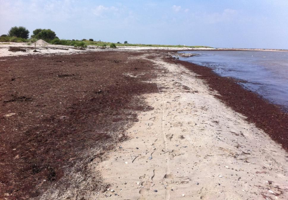 Algen und Strandanwurf Erwärmung der Ostsee sorgt für stärkeres Algen/Seegras Wachstum, eine Zunahme der Sturmintensität für gehäuften Strandanwurf (Treibsel) Anders als der junge Mann auf dem