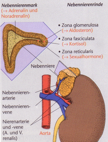 Anatomie der