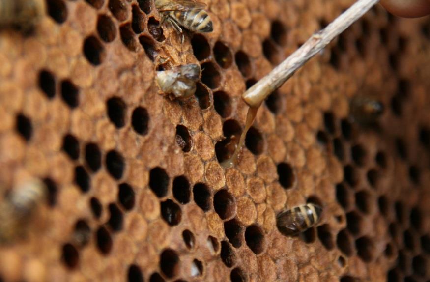 , Bienengesundheitsdienst Amerikanische Faulbrut Die Amerikanische Faulbrut (AFB) ist eine hochansteckende, anzeigepflichtige Tierseuche, die eine ernstzunehmende Bedrohung für Bienenvölker darstellt.