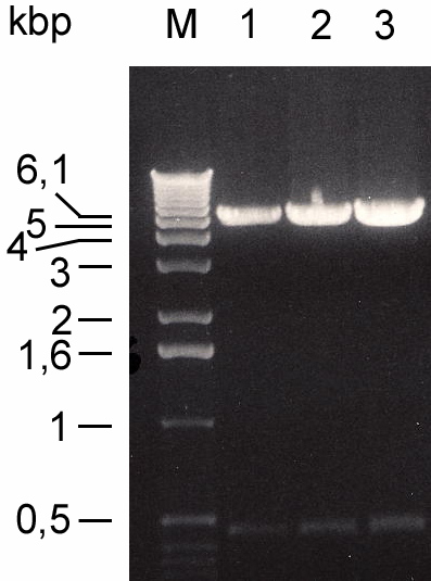 Ergebnisse 20 Abbildung 20: Agarosegele des Kontrollverdaus der neu hergestellten pfastbacgst-plasmide mit der intrazellulären Schleife der -Untereinheit.