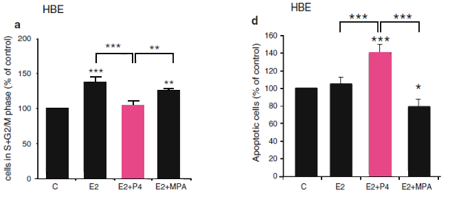 Karzinogenes Potential von E2 in Kombination mit P4 oder MPA in humanen Mammaepithelzellen (HBE) Proliferation Apoptose Zellproliferation (a) und Apoptose (d) gemessen mit Durchflusszytometrie in