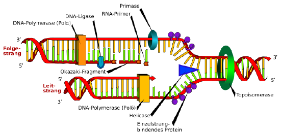 Anaphase (= sehr kurze Phase) zu Chromosomen komprimiert DNA-Synthese: 1. DNA entwinden und Einzelstränge stabilisieren 2. Enzym DNA-Polymerase synthetisiert ein DNA-Stück in Richtung 5 nach 3 3.