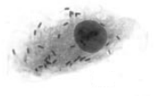 Makrophagen durch ad3 völlig in ihrer Zytokin- Antwort blockiert danach CFU Listerien 25 26 Immunsystem Übersicht Angeborenes Immunsystem (AIS) Makrophagen, Granulozyten, lytische Faktoren,