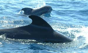 14. Tag (Fr): Delphintour 3 Ein letztes mal haben Sie die Gelegenheit zu Tierbeobachtungen, schwimmen und Schnorcheln vor der Küste der Insel. 15.