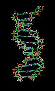 Desoxyribonukleinsäure (DNA) Makromolekül aus 2 Polynukleotidketten Doppelstrang Basen liegen sich