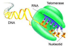 Telomerase Lösung: Das Enzym Telomerase kann die Telomere wieder verlängern Benutzt interne RNA-Sequenzen