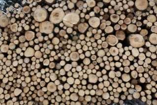 Welches Holz setzen die deutschen Pelletproduzenten ein?