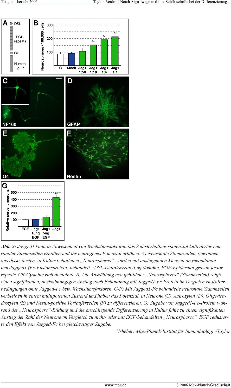 A) Neuronale Stammzellen, gewonnen aus dissoziierten, in Kultur gehaltenen Neurospheres, wurden mit ansteigenden Mengen an rekombinantem Jagged1 (Fc-Fusionsprotein) behandelt.