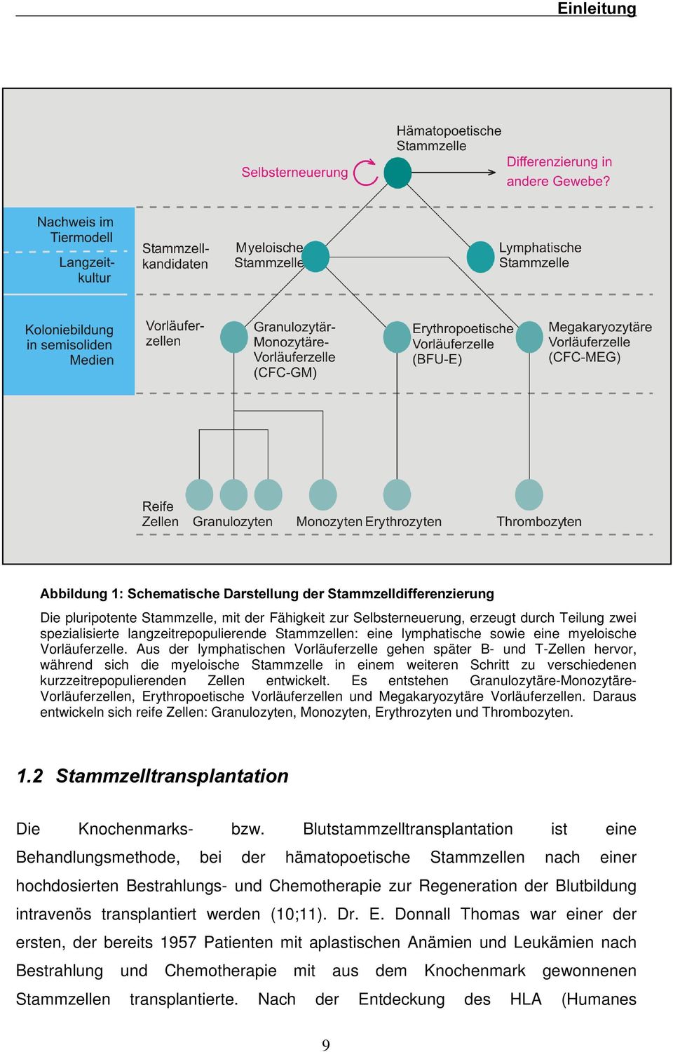 Aus der lymphatischen Vorläuferzelle gehen später B- und T-Zellen hervor, während sich die myeloische Stammzelle in einem weiteren Schritt zu verschiedenen kurzzeitrepopulierenden Zellen entwickelt.