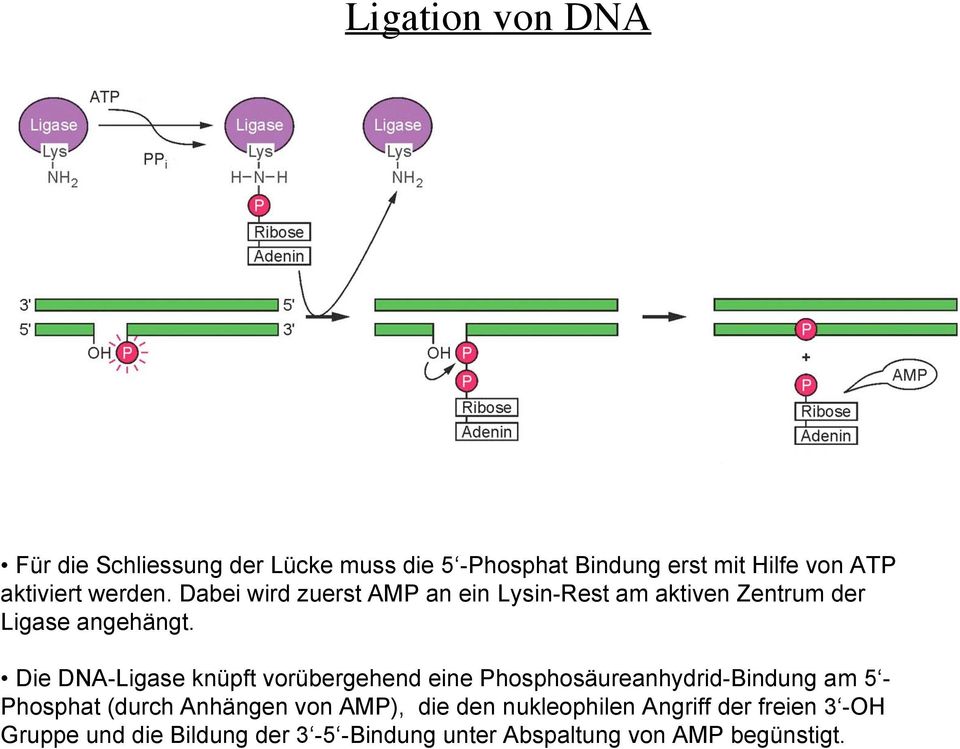 Die DNA-Ligase knüpft vorübergehend eine Phosphosäureanhydrid-Bindung am 5 - Phosphat (durch Anhängen von