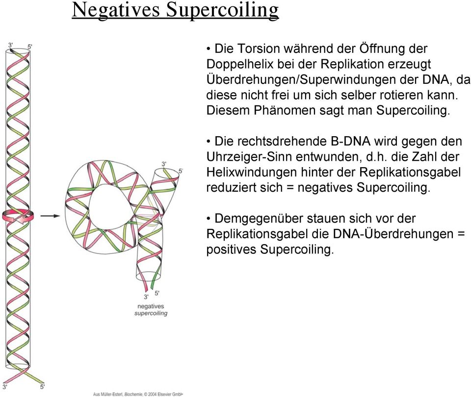 Diesem Phänomen sagt man Supercoiling. Die rechtsdrehende B-DNA wird gegen den Uhrzeiger-Sinn entwunden, d.h. die Zahl der Helixwindungen hinter der Replikationsgabel reduziert sich = negatives Supercoiling.