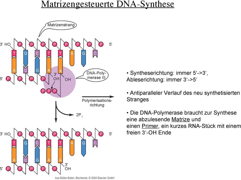 synthetisierten Stranges Die DNA-Polymerase braucht zur Synthese eine