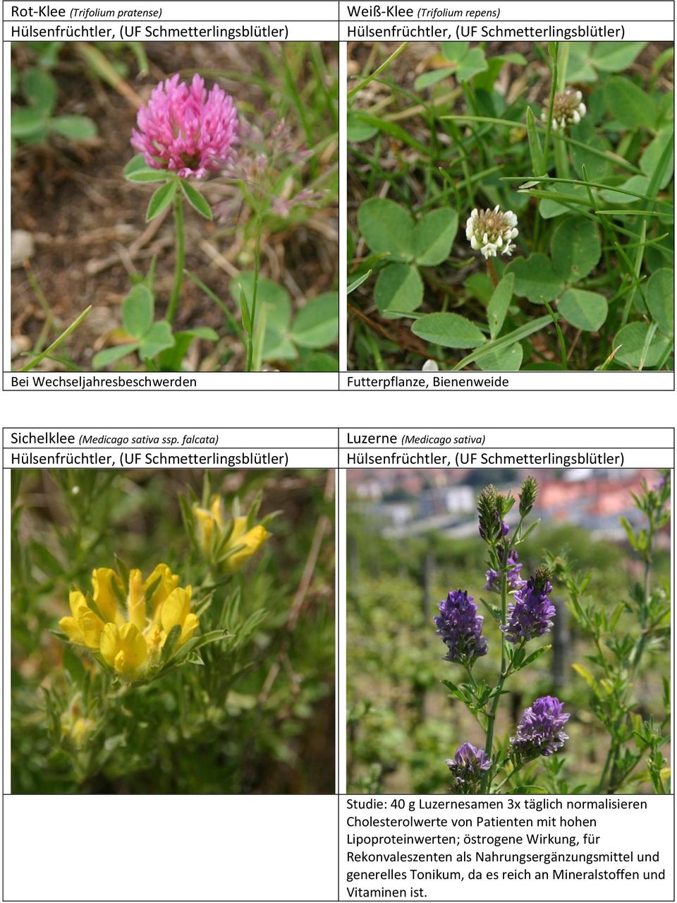 falcata) Hülsenfrüchtler, (UF Schmetterlingsblütler) Luzerne (Medicago sativa) Hülsenfrüchtler, (UF Schmetterlingsblütler) Studie: 40 g Luzernesamen 3x