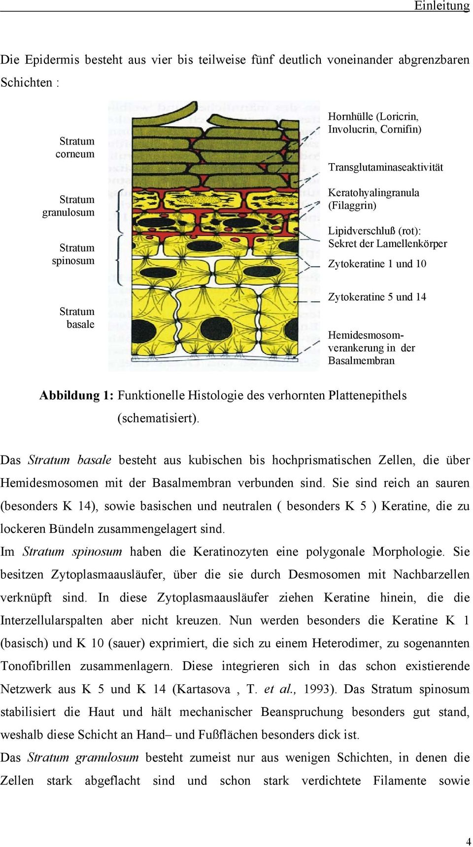 in der Basalmembran Abbildung 1: Funktionelle Histologie des verhornten Plattenepithels (schematisiert).