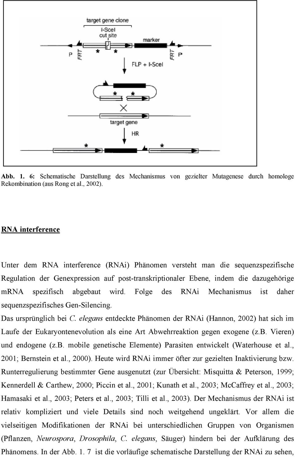 abgebaut wird. Folge des RNAi Mechanismus ist daher sequenzspezifisches Gen-Silencing. Das ursprünglich bei C.