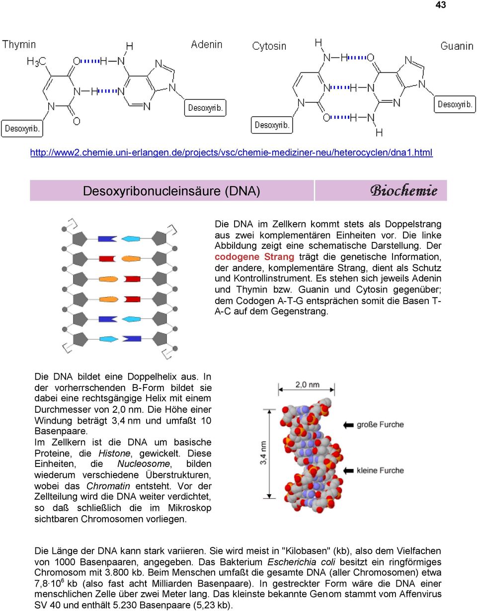 Der codogene Strang trägt die genetische Information, der andere, komplementäre Strang, dient als Schutz und Kontrollinstrument. Es stehen sich jeweils Adenin und Thymin bzw.