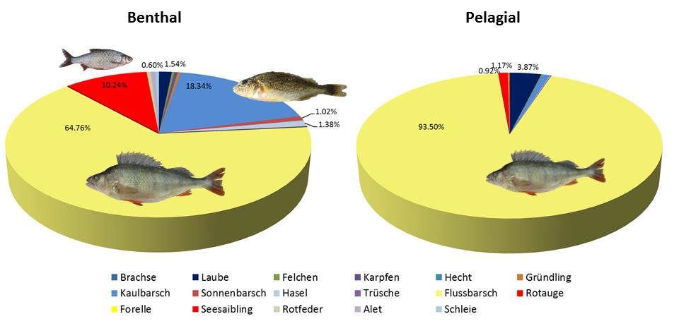 Abbildung 4-13. Anzahl Fische, die pro Art in den CEN-Netzen gefangen wurden.