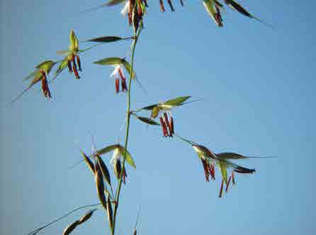 Die Mähwiese im Jahresverlauf Frühling Sommer Wachstum Wachstum der Pflanzen der Pflanzen Blüte der Sommerblüher Blüte der Frühblüher ein- oder Wiesentypen Eine Besonderheit sind Streuwiesen, die an