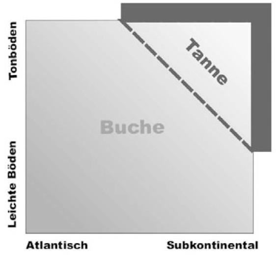 Tanne Ökogramm optimal im temperaten, (submontan-)montanen Mitteleuropa (Bestandteil der zonalen Vegetation) Die meisten Tannen wachsen nicht in Tannenwaldgesellschaften (Abieteten), sondern in