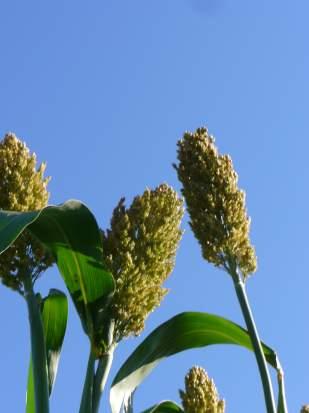 Hybridsorghum Eigenschaften: Geringer Wasserbedarf Wärme liebende Kulturpflanze Sehr gutes