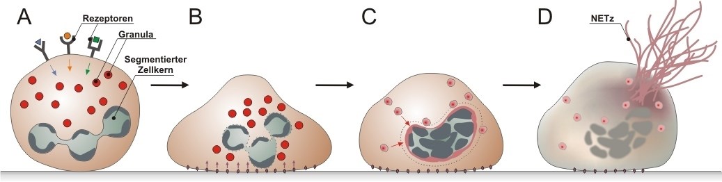 Angeborenes Immunsystem Zelluläre Faktoren: Zytotoxizität