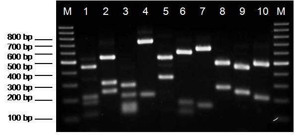 Ergebnisse A B Abbildung 4.9: A) PCR-Produkte der inserierten EDL933-DNA in den ivi-plasmiden basierend auf pak-1.