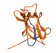 Die Toll Familie und PAMPs von Viren dsrna ssrna Proteine Membran Lipide