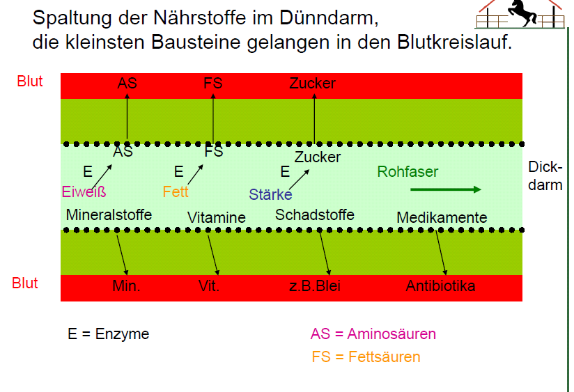 Grundlagen Abbildung 2-3: Aufspaltung der Nährstoffe im Dünndarm (VOLLMER, 2016).