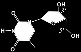 Nuclein-Base und der Zucker (Desoxyribose) bilden zusammen ein Nucleosid.