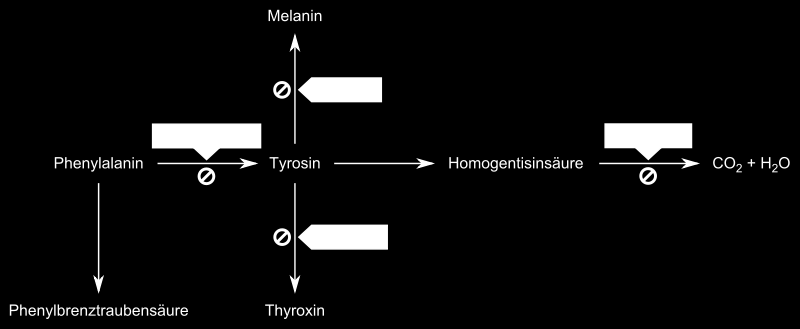 Im Beispiel der Alkaptonurie ist es das Enzym Homogentisat-Dioxygenase, das geschädigt (arbeitsunfähig) ist.