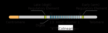 Lage der Hox-Gene und Cluster auf einem Chromosomen-Arm Q: de.wikipedia.